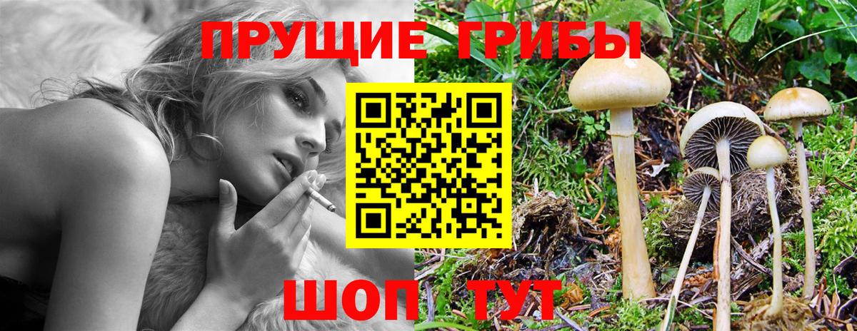 Галлюциногенные грибы Psilocybine cubensis Избербаш
